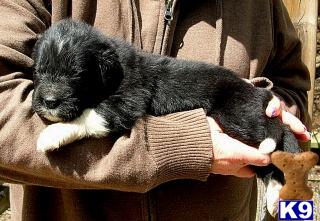 Puppies in WV